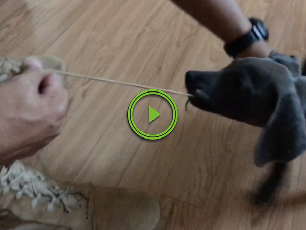 Adorable Puppy Wont Let Soldier Put On His Boots