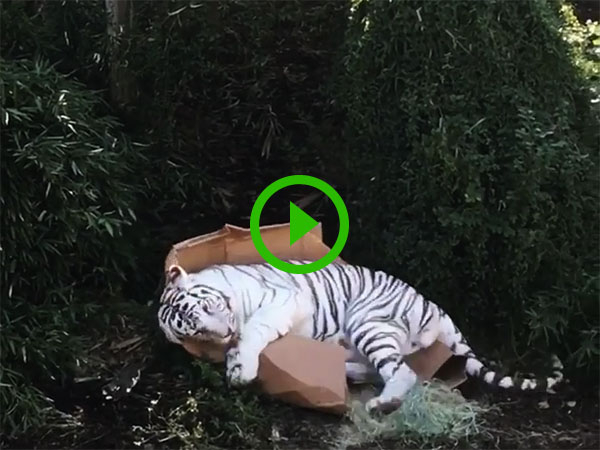 Big cat takes a liking to a box (Video)