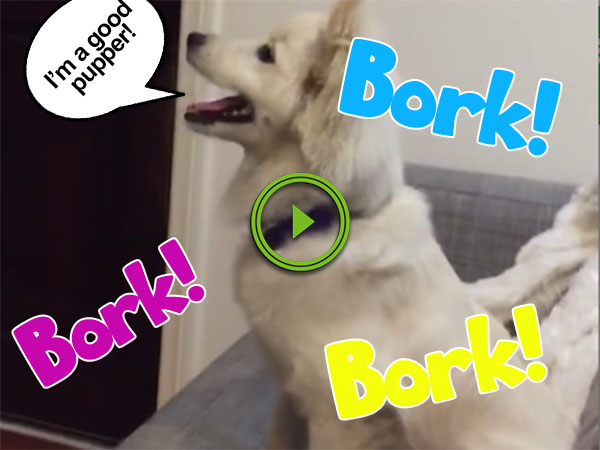 Doggo pupper borks the blues like a true woofer (Video)