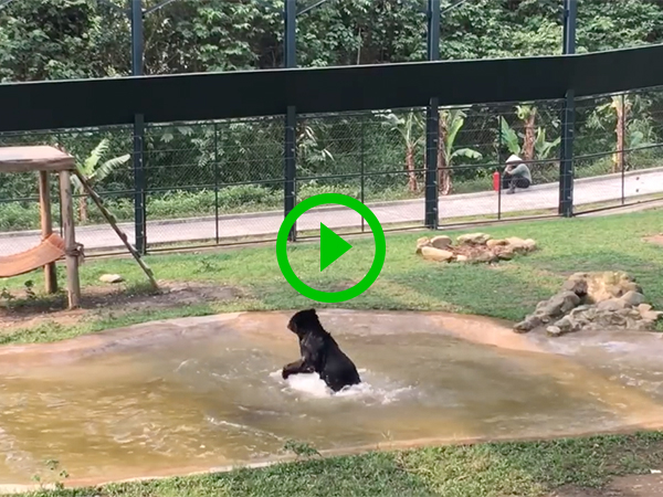 Rescued bear experiences pure joy - for perhaps the first time