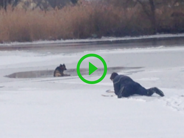 Man rescues dog from frozen lake (Video)