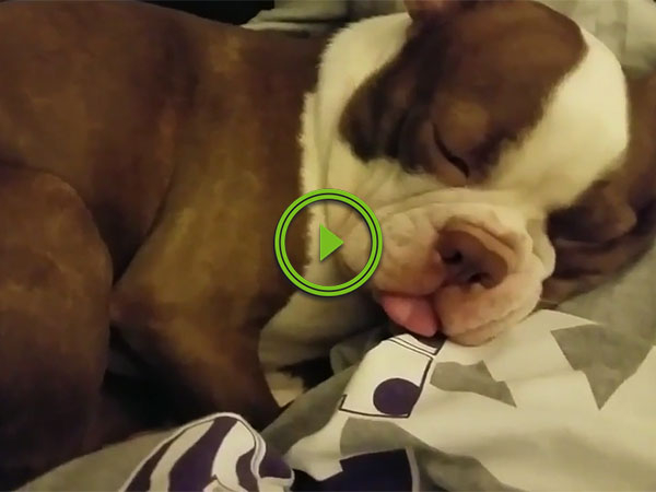 Pupper has an adorable dream (Video)