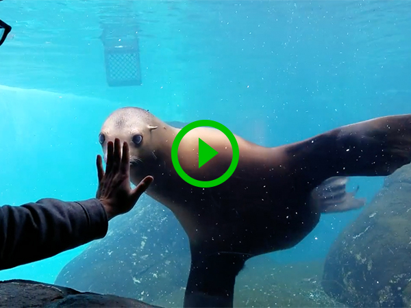 Sea Lion has serious hand fetish