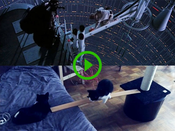 The most iconic scene from Star Wars recreated with cats (Video)