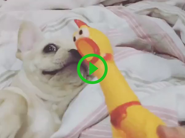 French Bulldog howls along with rubber duck (Video)