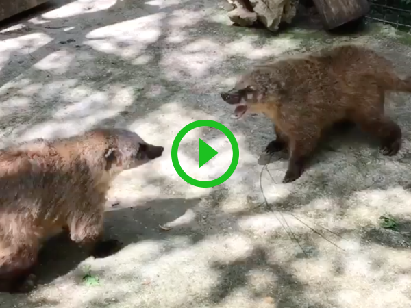 Two Russian Nosuhs have an adorable argument (Video)