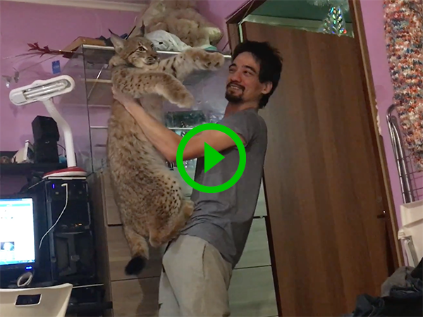 Man plays with rescued Wildcat (Video)
