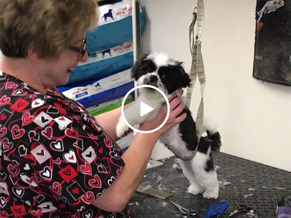 Dog sings to groomer (Video)