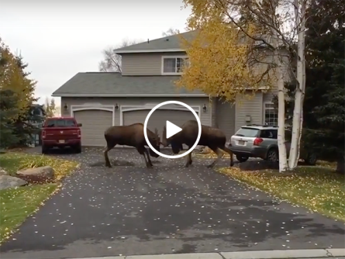 Two moose clash on a driveway in Alaska (Video)