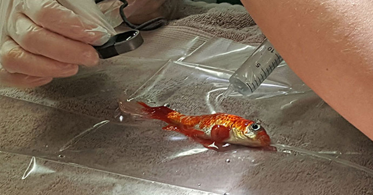 But then I am not a fish person.