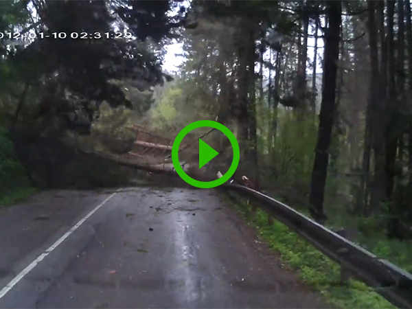 Half of forest crashes into bus (Video)