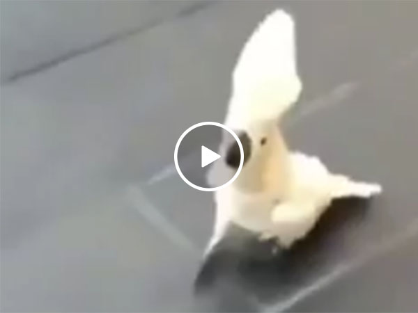 Cockatoo thinks it's a dog (Video)