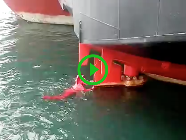 Guy jumps into water to save cat (Video)
