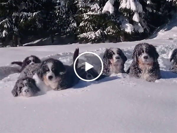 Bernese Mountain Dog puppies having fun in the snow (Video)