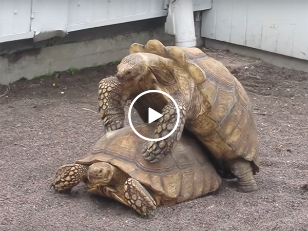 Two tortoises' having weird loud sex (Video)