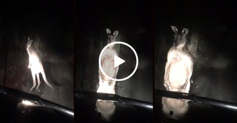 Kangaroo picks a fight with a car