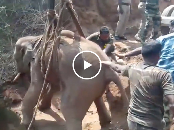Baby elephant is rescued from a 70ft well