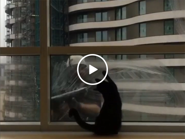 Cat finds the ultimate playmate with window washers (Video)