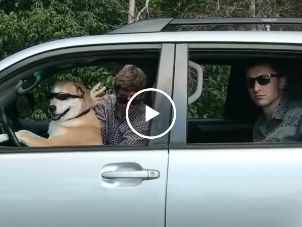 Duber is the new dog driven uber (Video)