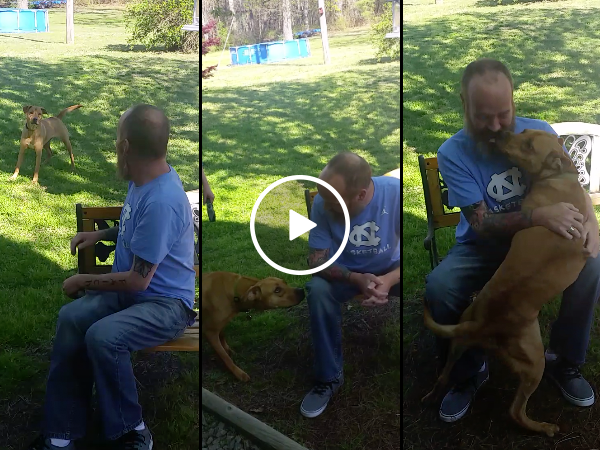 After weeks in the hospital, dog doesn't recognize owner until sniffs