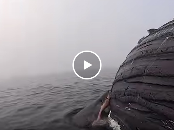 Great white shark feeds on Humpback Whale
