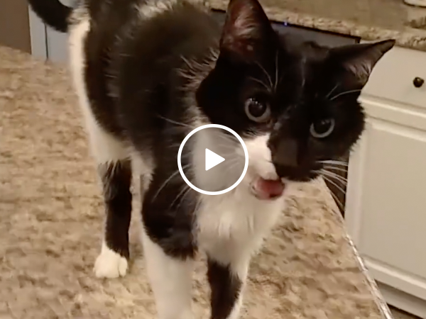 This cat has an hilariously deep meow (Video)