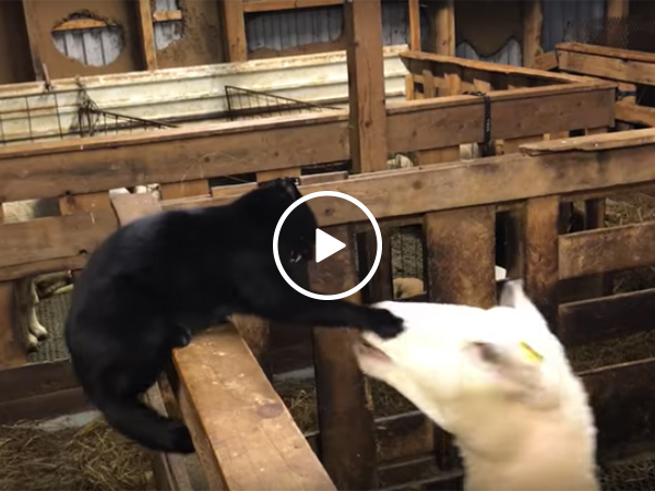 Sheep and cat get into a fight