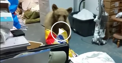 Family catches bear stealing their dog food