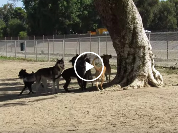 Squirrel gets away from a pack of dogs