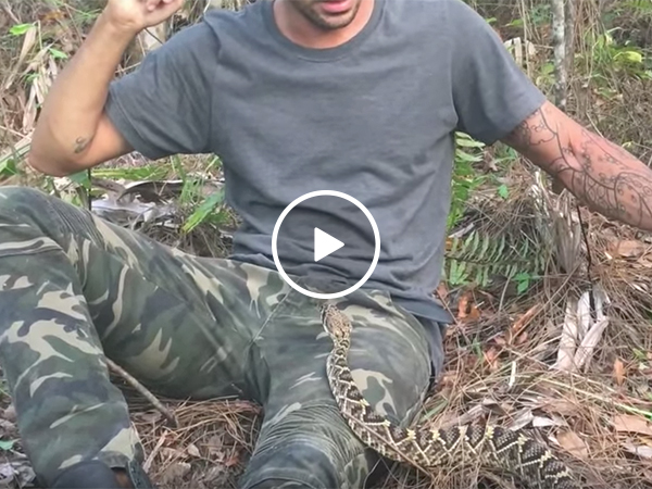 Rattlesnake slithers into guy's lap