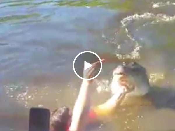 Darwin Award Nominee jumps in water with croc... for a selfie (Video)