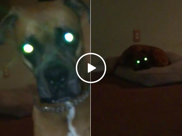 You don't walk demon dog, demon dog walks you (Video)