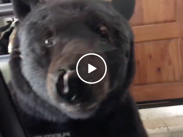 Woman sees bear outside her car