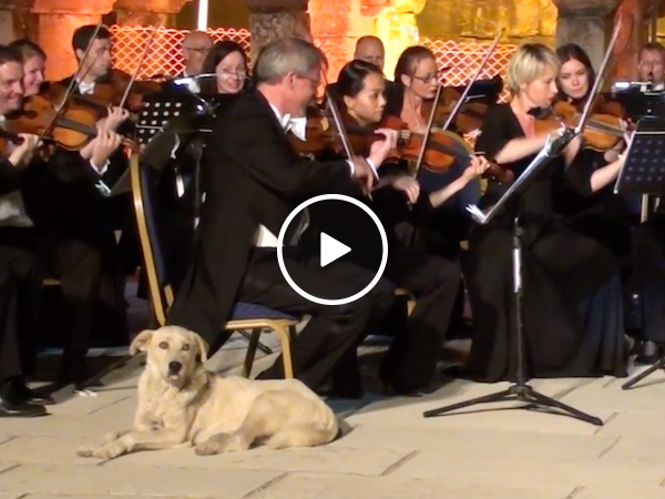 Dog walks on stage during concert