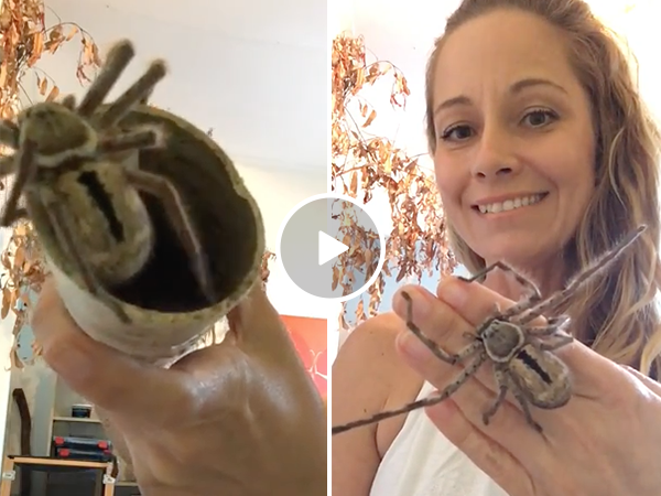 Woman puts dangerous huntsman spider on hand (Video)