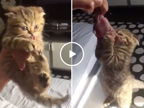 Adorable kitten refuses to give up beef steak (Video)