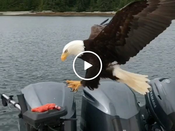Slow motion camera catches bald eagle stealing a fish