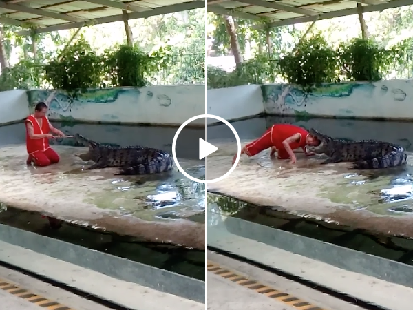 Head in crocodiles mouth trick goes wrong (Video)