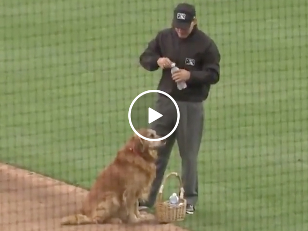 Dog is waterboy at baseball game