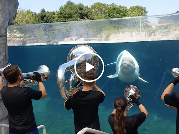 This cute Beluga whale definitely appreciates a good tune (Video)