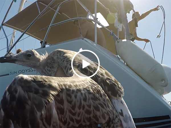 Heroic guys save injured seagull from the sea (Video)