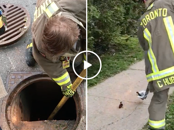 Toronto firefighters save an adorable family of ducklings (Video)