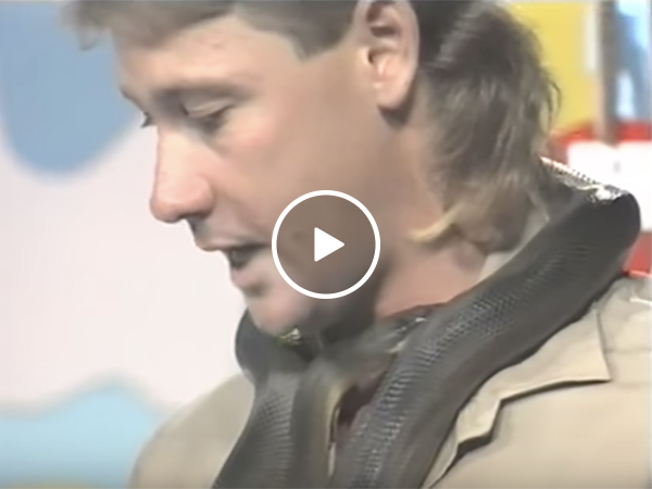 Snake bites Steve Irwin on live television