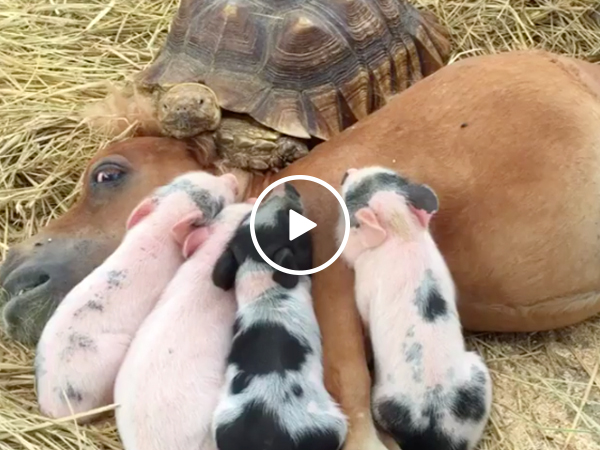 Cuddle puddles are a thing and I want in (Video)