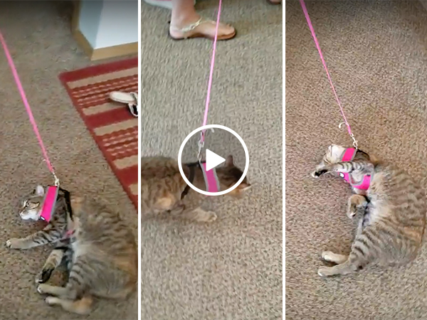 Cat does not want to go with a walk (Video)