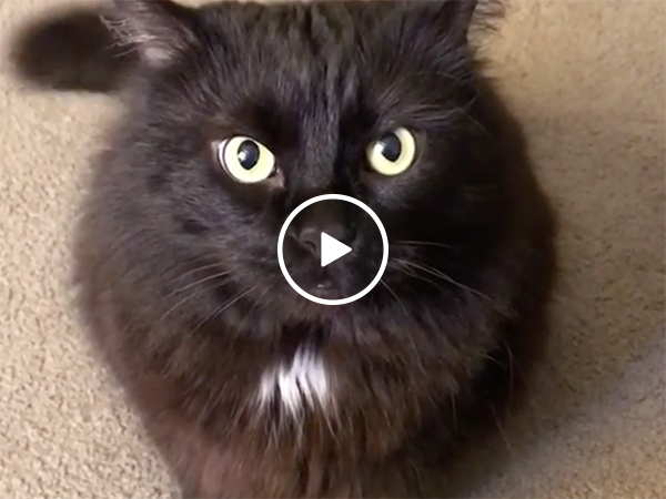 Black cat refuses to take no for an answer, attacks (Video)