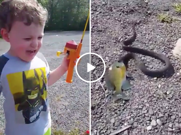 Greedy snake steals little boys first fish (Video)