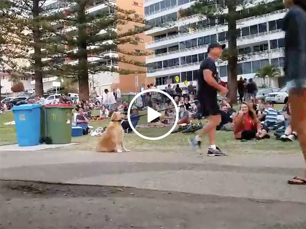 Dog rolls around so owner doesn't take him home