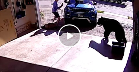 Bear attacks man in his garage