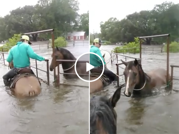 Man saves a horse during Hurricane Harvey